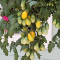 Jitomate Cherry Peardrops
