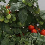 Jitomate det. Raspbe...