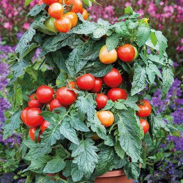 Jitomate hort. Summe...