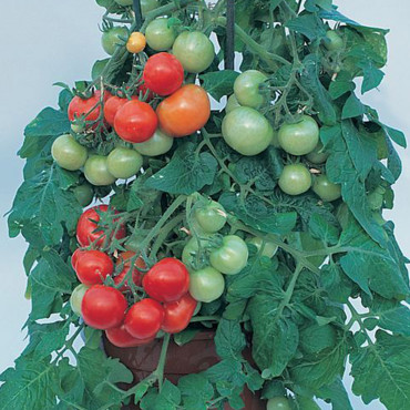 Jitomate det.Totem I...