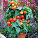 Jitomate hort. Summe...