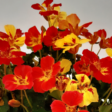 Mastuerzo Ice Cream ...