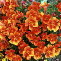 Mimulus Magic