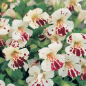 Mimulus Magic