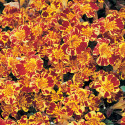 Mimulus Magic