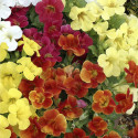 Mimulus Maximus