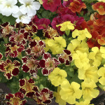 Mimulus Maximus...