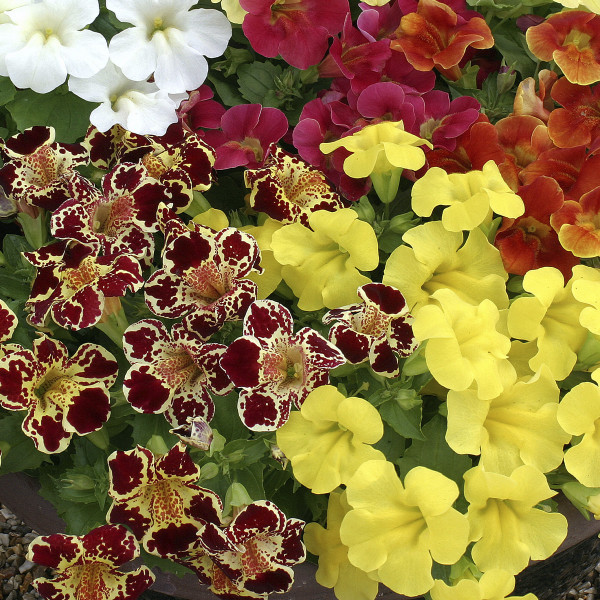 Mimulus Maximus