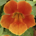 Mimulus Maximus