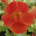 Mimulus Maximus