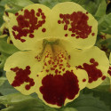 Mimulus Maximus