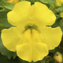 Mimulus Maximus