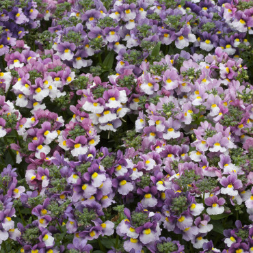Nemesia Pretty Pleas...