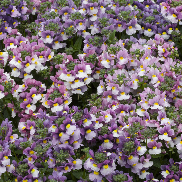 Nemesia Pretty Please