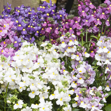 Nemesia Seventh Heav...