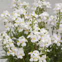 Nemesia Seventh Heaven