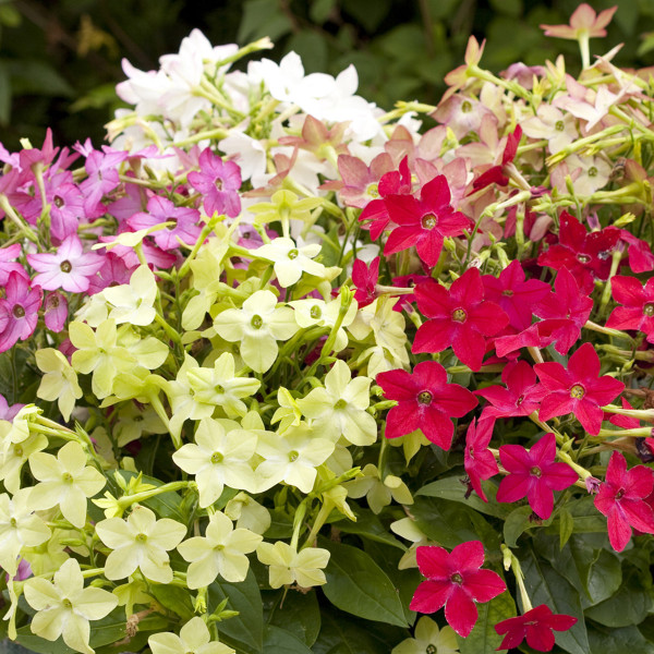 Nicotiana Avalon