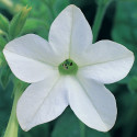 Nicotiana Avalon