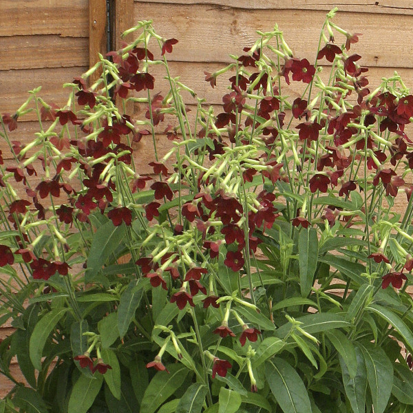 Nicotiana Baby Bella