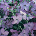 Nicotiana Perfume