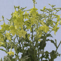 Nicotiana Perfume