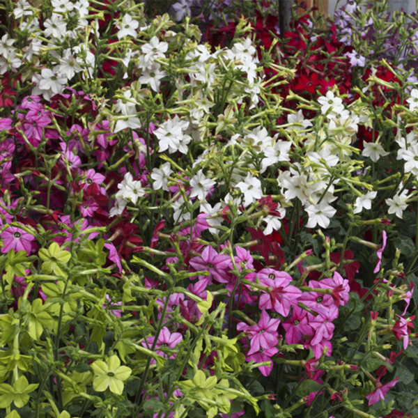 Nicotiana Perfume