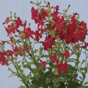 Nicotiana Perfume