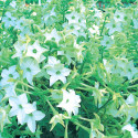 Nicotiana Perfume