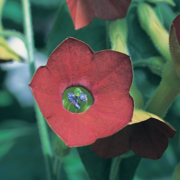 Nicotiana Tinkerbell