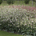 Nicotiana Whisper