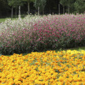 Nicotiana Whisper