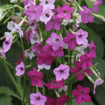 Nicotiana Whisper...