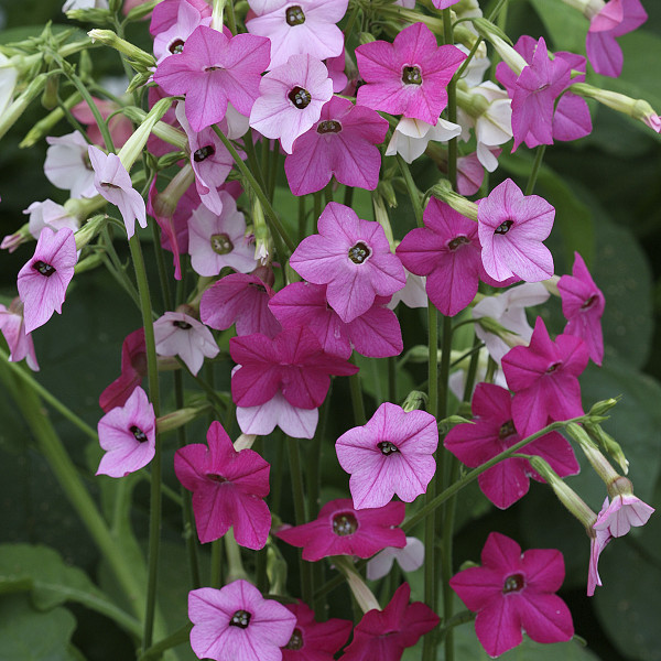 Nicotiana Whisper