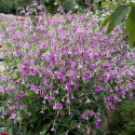 Nicotiana Whisper