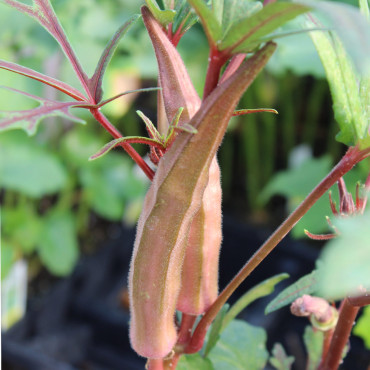 Okra French Quarter...
