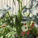 Okra Green Fingers