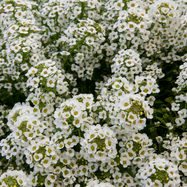 Panalillo North Face...