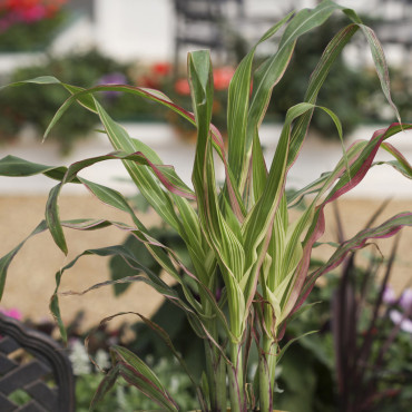 Pasto Orn. Field of ...