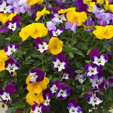 Pensamiento Freefall...