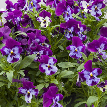 Pensamiento Freefall...