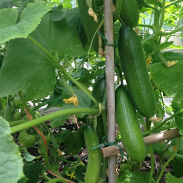 Pepino hort.Peticue ...