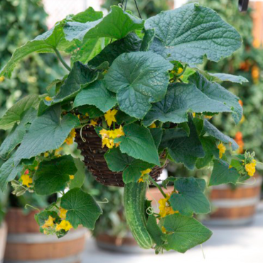 Pepino hort. Petipik...