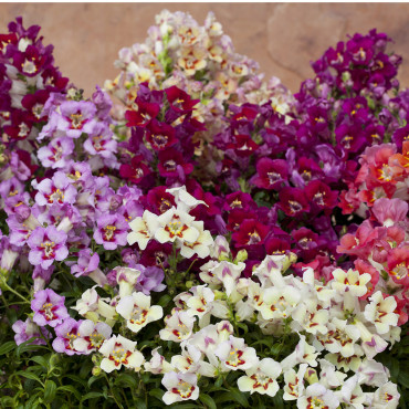 Perrito Mac. Antiqui...