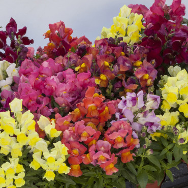 Perrito Mac. Crackle...