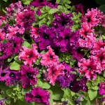 Petunia C.C. Espress...