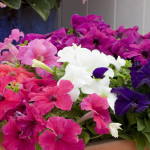 Petunia C.C. Espress...