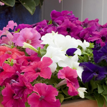 Petunia C.C. Espress...