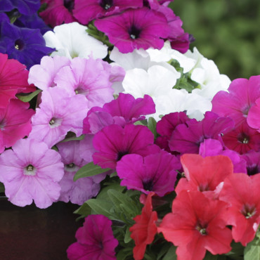 Petunia C.C. Espress...