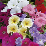 Petunia M. Horizon...