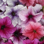 Petunia G. Prism - S...